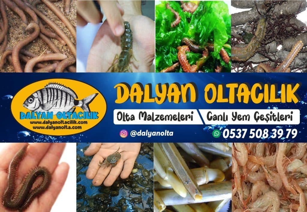 Lugworm Nedir? Cin Kurdu ve Türk Kurdu ile Farkları